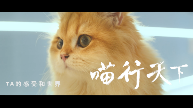 喵行天下，與NI解鎖新體驗